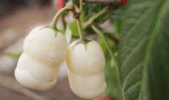 栽培人參果的整地施肥、定植與追肥和澆水問題