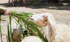玉米秸稈可直接飼喂畜禽嗎？玉米秸稈如何發(fā)酵