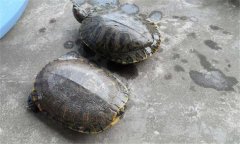 甲魚和王八一樣嗎？甲魚的生長周期是多少天