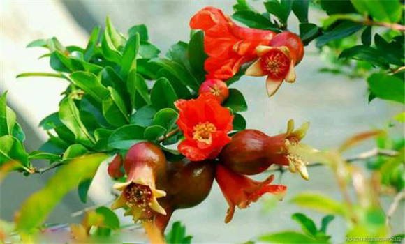 石榴花史話(huà)