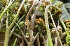 野菜中的蕨菜有營(yíng)養(yǎng)嗎？