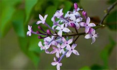 丁香花什么時(shí)候開(kāi)花？丁香花的功效與作用