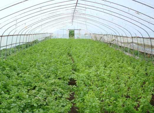 大棚蔬菜利潤(rùn)與成本分析 大棚蔬菜種植技術(shù)