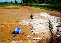 怎樣用生石灰、漂白粉、茶枯和巴豆給魚塘消毒