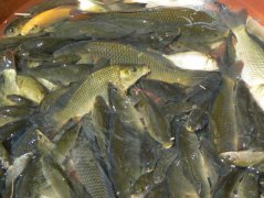 淡水魚的養(yǎng)殖方式、養(yǎng)殖條件及放養(yǎng)前的準備