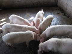 如何降低養(yǎng)豬成本？降低豬飼養(yǎng)成本的30個竅門