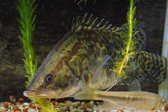 鱖魚生活習性