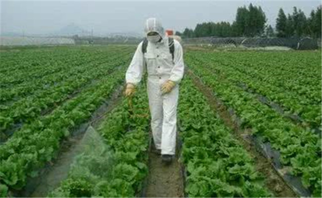 蔬菜化學(xué)除草注意事項