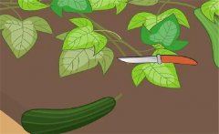 早春西葫蘆如何栽培？早春西葫蘆種植技術(shù)要點(diǎn)
