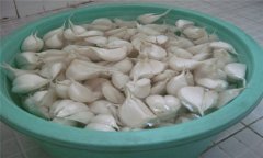 大蒜如何播種？大蒜種植技術(shù)與田間管理方法