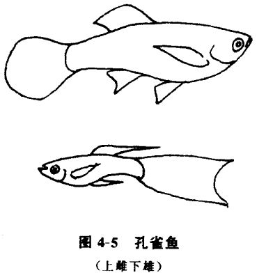 怎樣養(yǎng)孔雀魚？