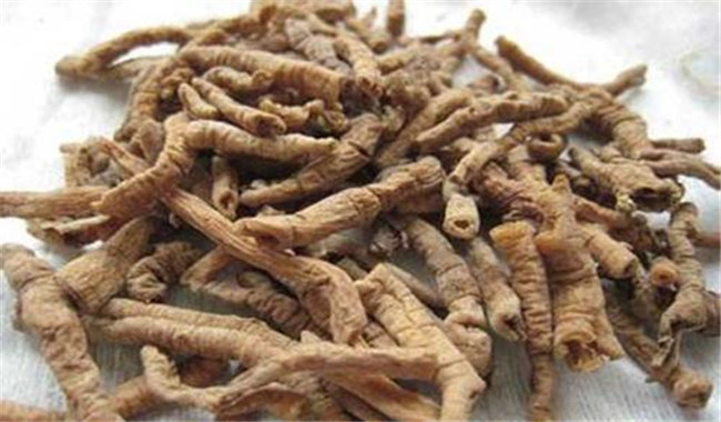 遠(yuǎn)志的用法、用量與禁忌