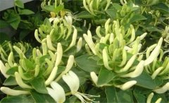 金銀花美容養(yǎng)顏嗎？介紹兩個(gè)金銀花的養(yǎng)顏妙方