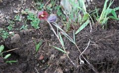 川貝母產(chǎn)地是哪里？川貝母的用法、用量與禁忌