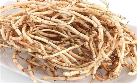 魚腥草的用法、用量與禁忌