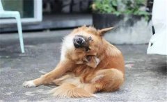 狗虱子傳染人嗎？狗有虱子怎么去除