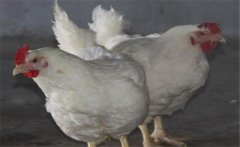 如何提高肉雞品質(zhì)，提高肉雞合格率的五大措施