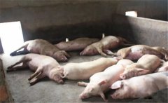 豬黃脂病的病因有哪些？豬黃脂病如何預(yù)防？