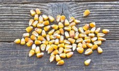 如何鑒別帶病的玉米種子、水稻和大豆種子