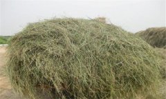 優(yōu)質(zhì)青干草應(yīng)具備哪些條件，如何評(píng)定其質(zhì)量