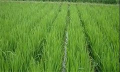 水稻遭遇高溫?zé)岷υ趺崔k，有何補(bǔ)救技術(shù)措施？