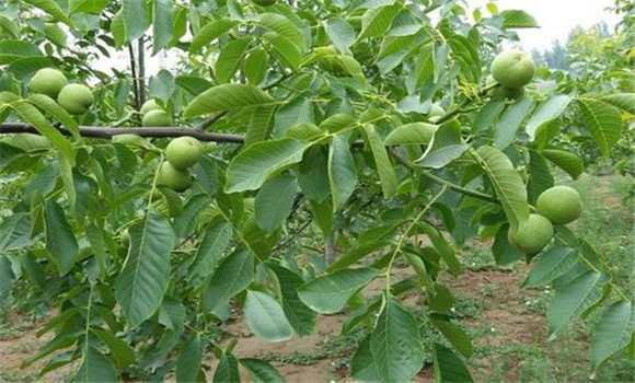 核桃夏季病蟲(chóng)害防治重點(diǎn)