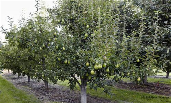 梨樹種植的肥水調(diào)控技術