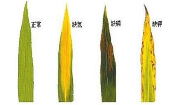 植物缺氮、磷、鉀元素時(shí)各有什么癥狀