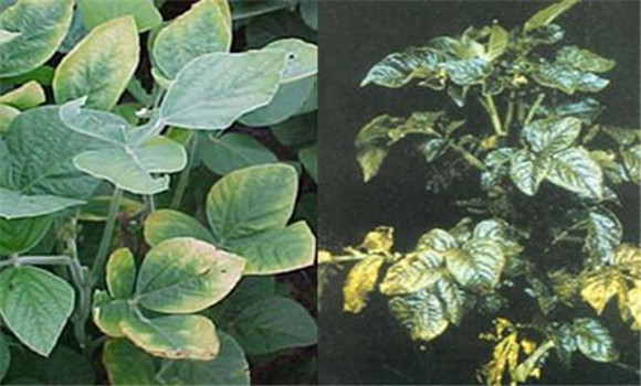 如何判斷植物缺少氮、磷、鉀元素