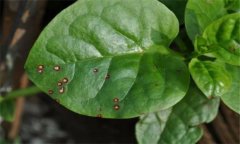 木耳菜的常見(jiàn)病蟲(chóng)害有哪些？怎么防治？