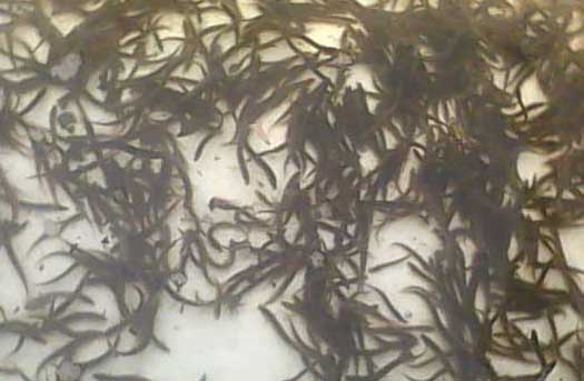 農(nóng)村房頂養(yǎng)殖泥鰍關鍵技術