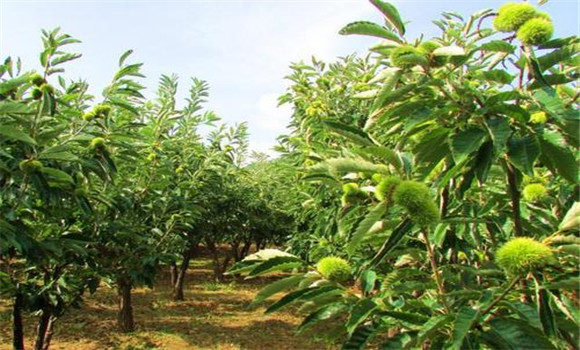 板栗密植技術(shù)要點