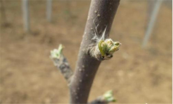 蘋(píng)果樹(shù)幾月份萌芽