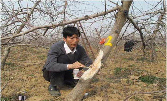蘋(píng)果萌芽前后病蟲(chóng)害防治方法