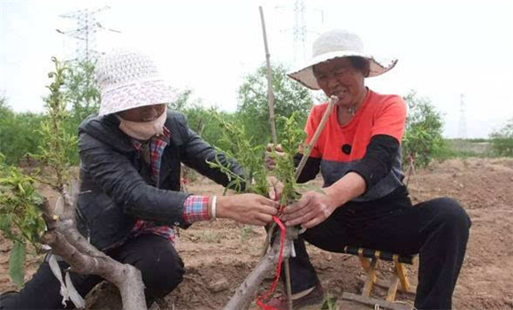 桃樹高接換種技術介紹