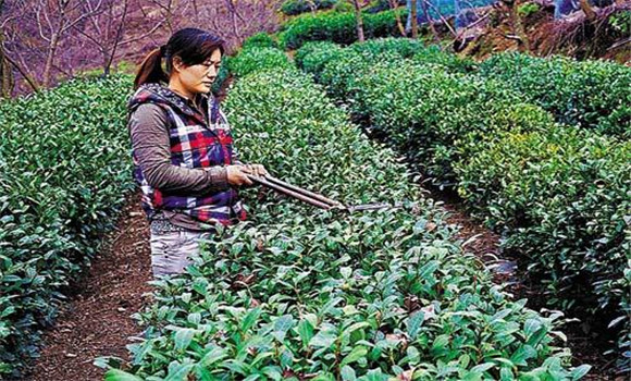 怎樣修剪茶樹？茶樹的修剪方法介紹