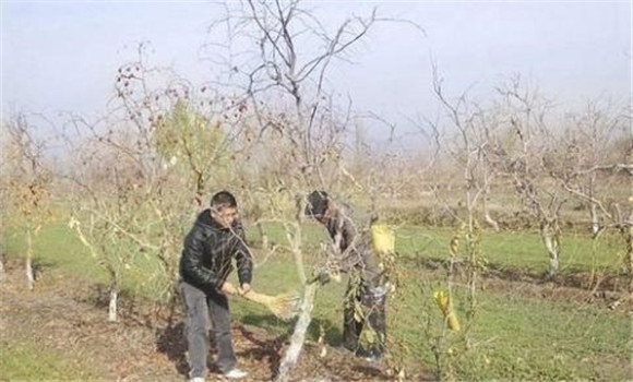 預防棗樹凍害的主要措施