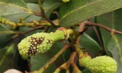 荔枝炭疽病的癥狀特征、防治方法及其發(fā)病規(guī)律