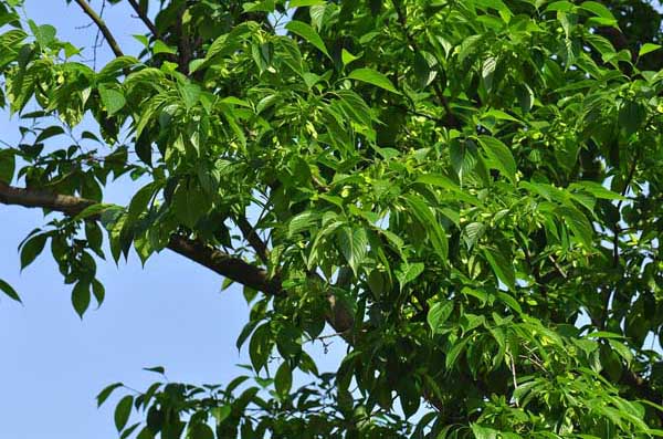 杜仲的種植技術(shù) 杜仲種植