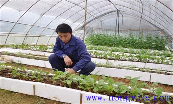 大棚番茄品種應耐低溫、早熟