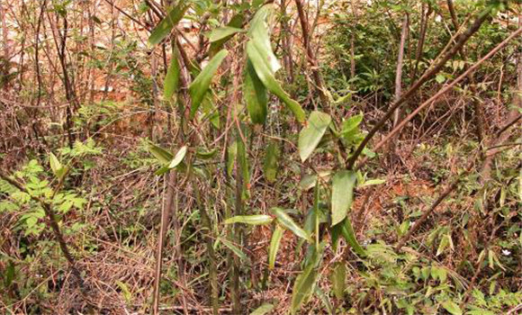 茯苓對(duì)生長環(huán)境的要求