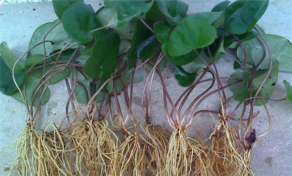 細辛種植技術與栽培管理方法