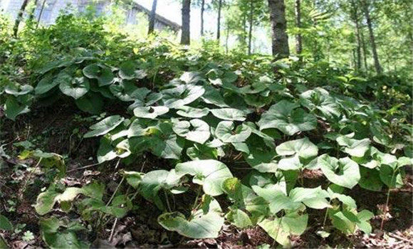 細辛種植技術與栽培管理方法2