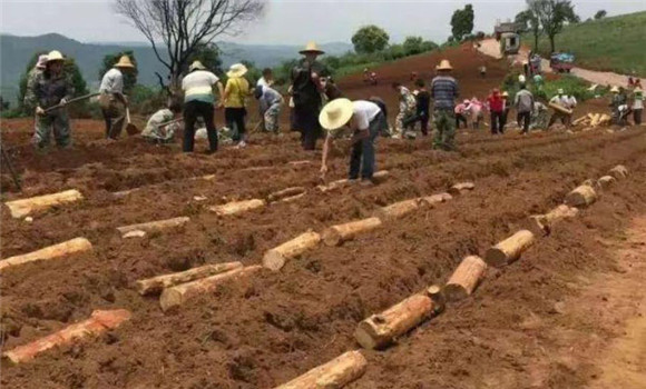 茯苓種植技術與栽培管理方法