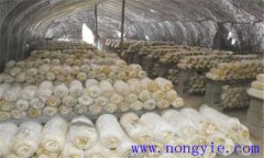 平菇生長環(huán)境要求 平菇對溫度、水分和濕度要求