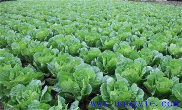 白菜施肥方法、用什么肥料