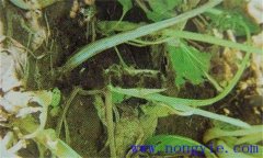 油菜軟腐病危害癥狀、病原 油菜軟腐病如何防治