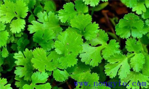 怎樣種芫荽，種芫荽的方法