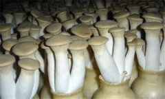 杏鮑菇栽培對(duì)溫度的要求 杏鮑菇生長環(huán)境介紹