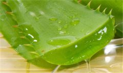 蘆薈能延緩衰老嗎？蘆薈為什么能延緩衰老？